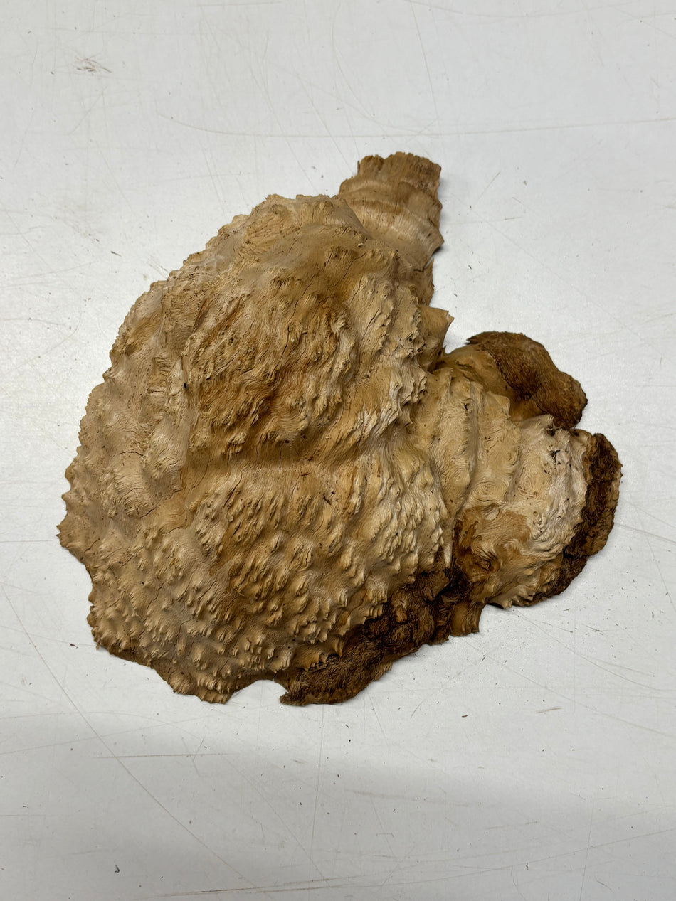 Brown Mallee Burl Blank 8.5" x 7" x 2" 3.2 Lbs #6026