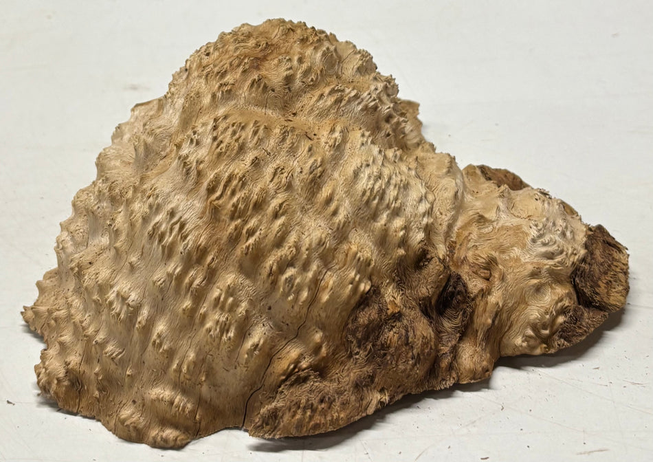 Brown Mallee Burl Blank 8.5" x 7" x 2" 3.2 Lbs #6026