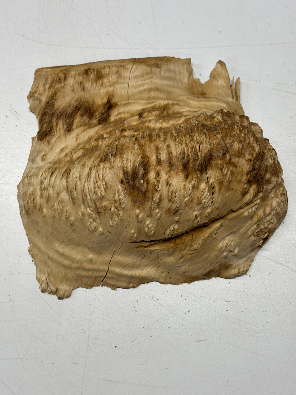Brown Mallee Burl Blank 8" x 6" x 2" 2.8 Lbs #6029