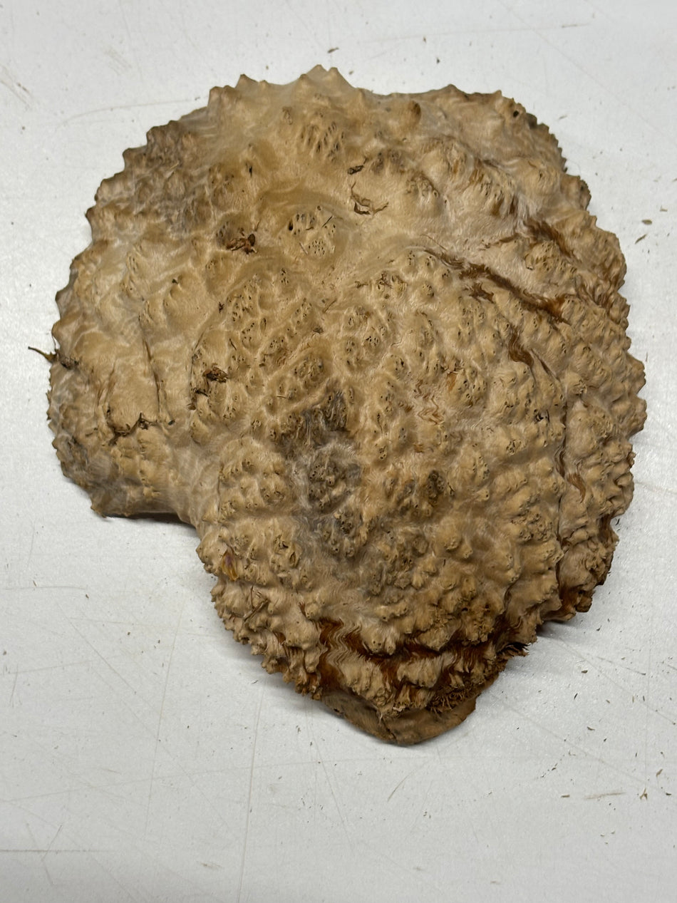Brown Mallee Burl Blank 7" x 6" x 2" 1.6 Lbs #6030