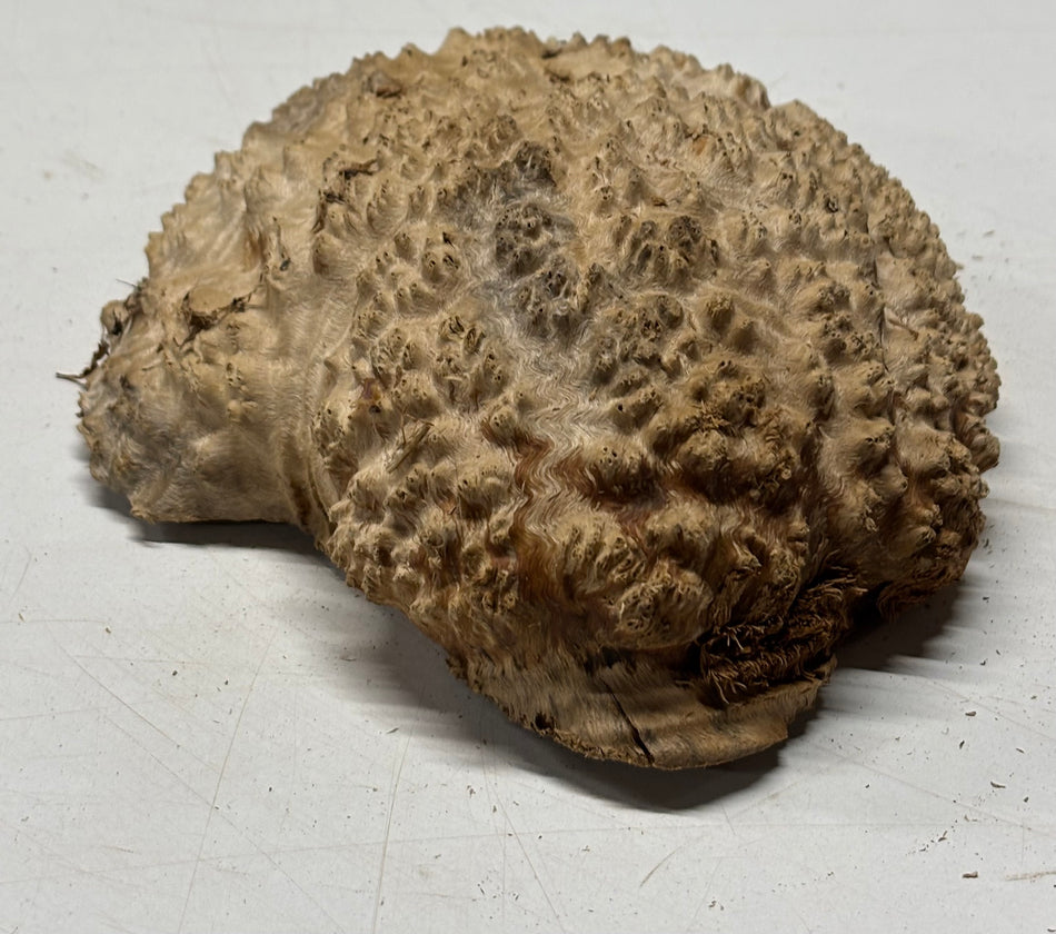 Brown Mallee Burl Blank 7" x 6" x 2" 1.6 Lbs #6030