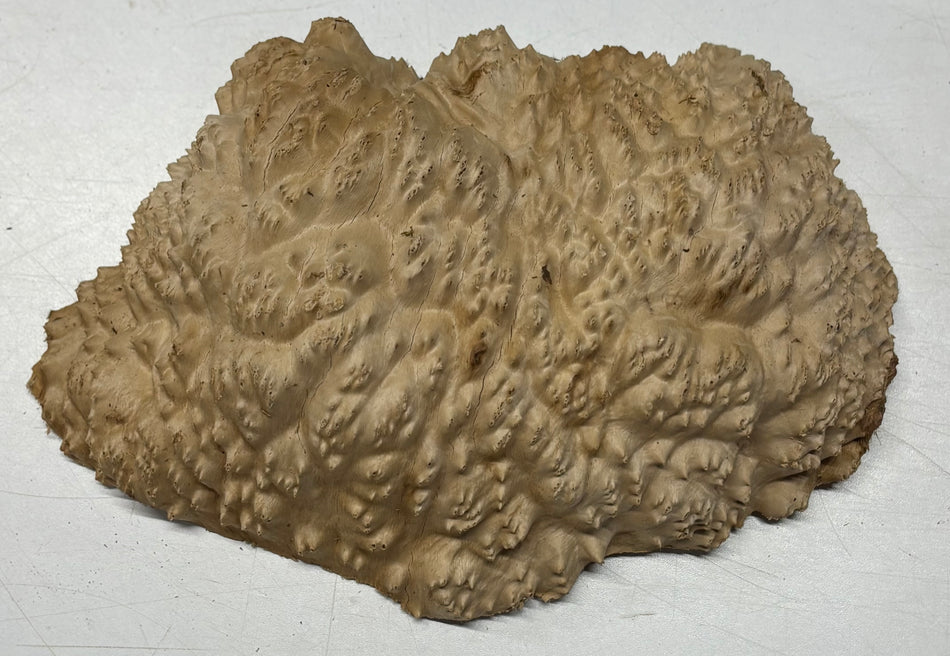 Brown Mallee Burl Blank 9" x 6" x 2" 3.4 Lbs #6031