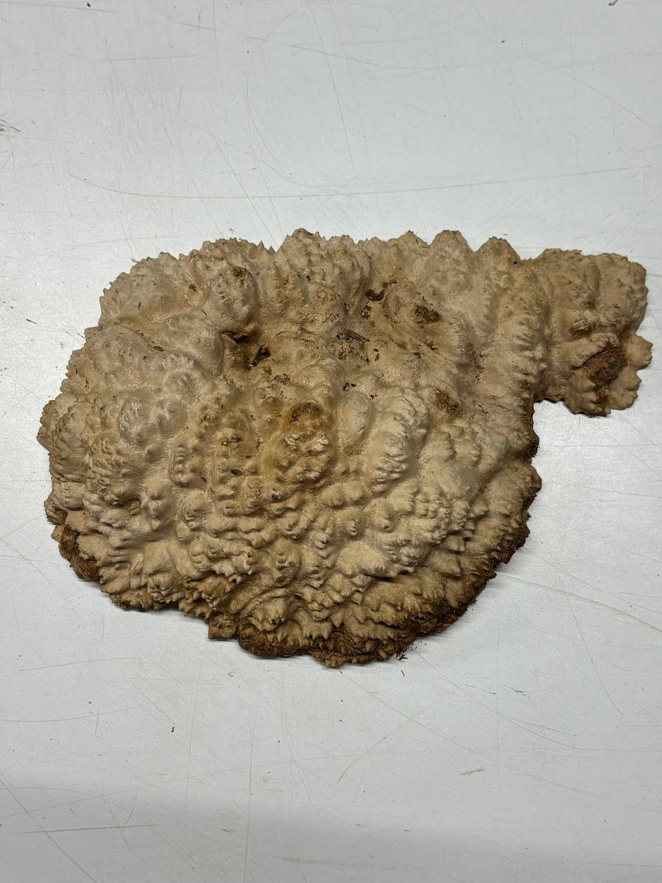 Brown Mallee Burl Blank 10.5" x 7" x 2" 2.7 Lbs #6031
