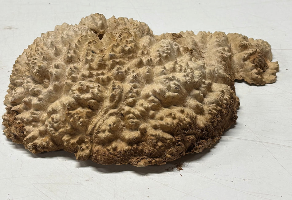 Brown Mallee Burl Blank 10.5" x 7" x 2" 2.7 Lbs #6031