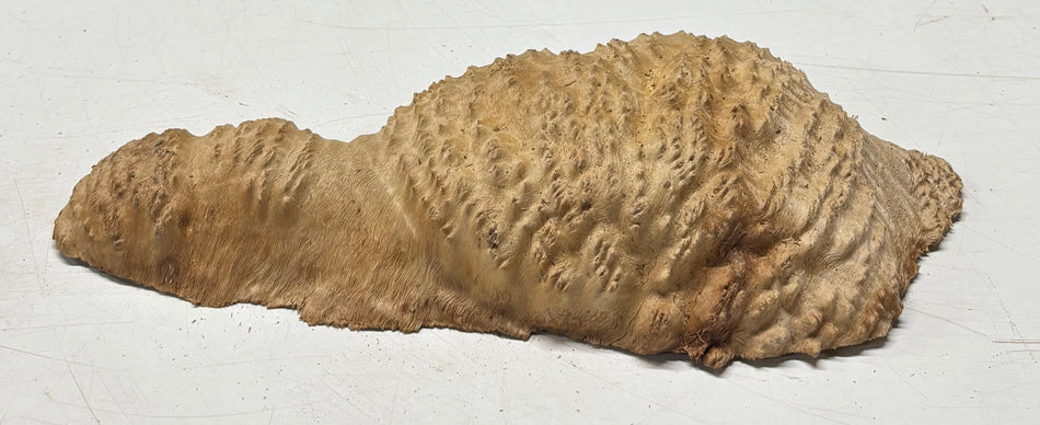 Brown Mallee Burl Blank 13.5" x 5" x 2" 2.5 Lbs #6032