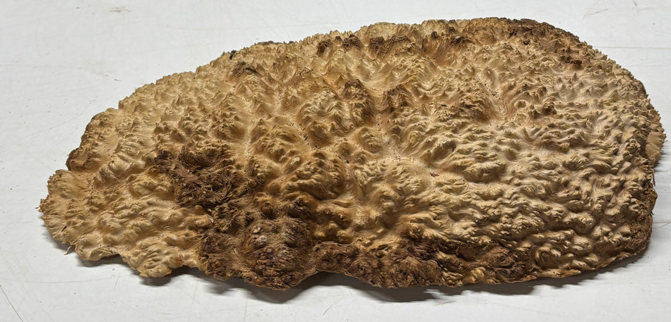 Brown Mallee Burl Blank 11" x 7" x 1.5" 4.2 Lbs #6033
