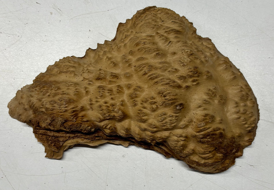 Brown Mallee Burl Blank 9" x 5" x 1.5" 1.5 Lbs #6035