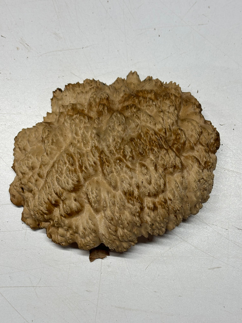 Brown Mallee Burl Blank 7" x 5" x 1.5" 1.3 Lbs #6036