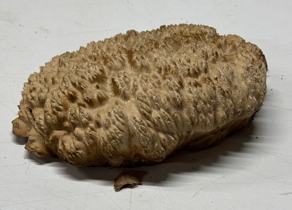 Brown Mallee Burl Blank 7" x 5" x 1.5" 1.3 Lbs #6036