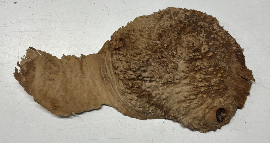 Brown Mallee Burl Blank 12" x 7" x 1.5" 2.9 Lbs #6038