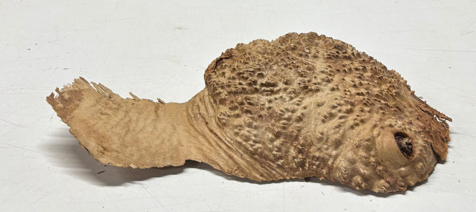 Brown Mallee Burl Blank 12" x 7" x 1.5" 2.9 Lbs #6038