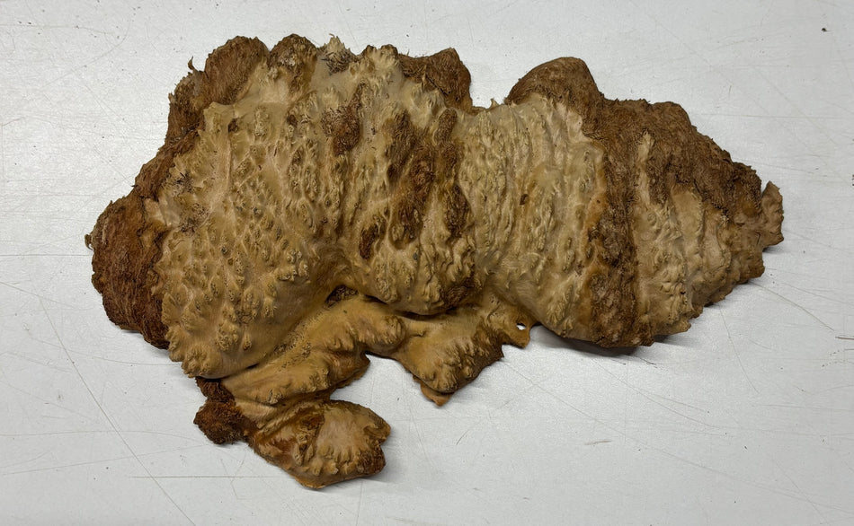 Brown Mallee Burl Blank 10" x 5" x 1.5" 1.7 Lbs #6039