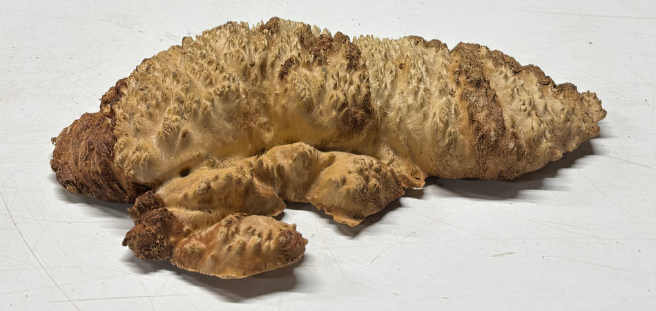 Brown Mallee Burl Blank 10" x 5" x 1.5" 1.7 Lbs #6039