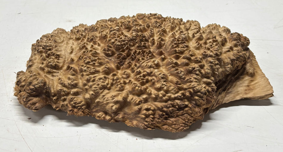 Brown Mallee Burl Blank 11" x 8" x 2" 4 Lbs #6040