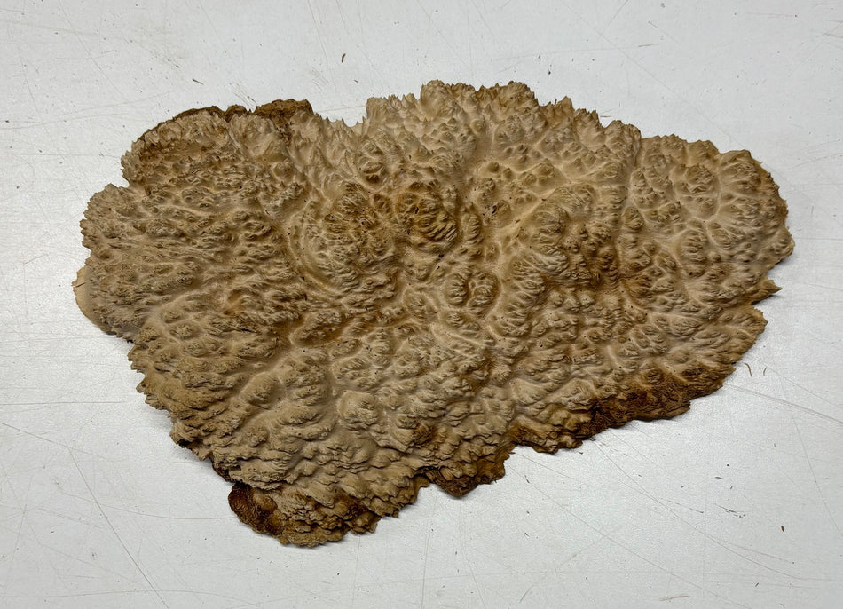 Brown Mallee Burl Blank 10.5" x 5" x 1.5" 1.5 Lbs #6041