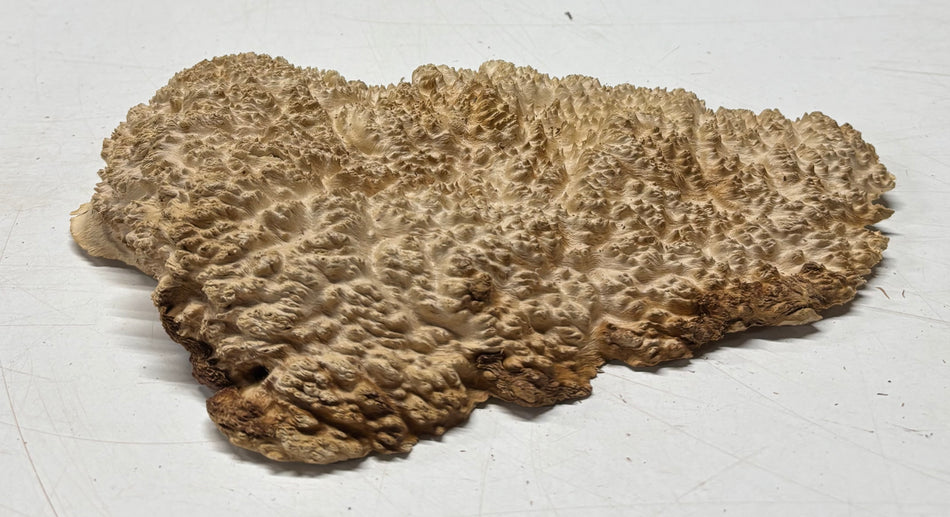 Brown Mallee Burl Blank 10.5" x 5" x 1.5" 1.5 Lbs #6041