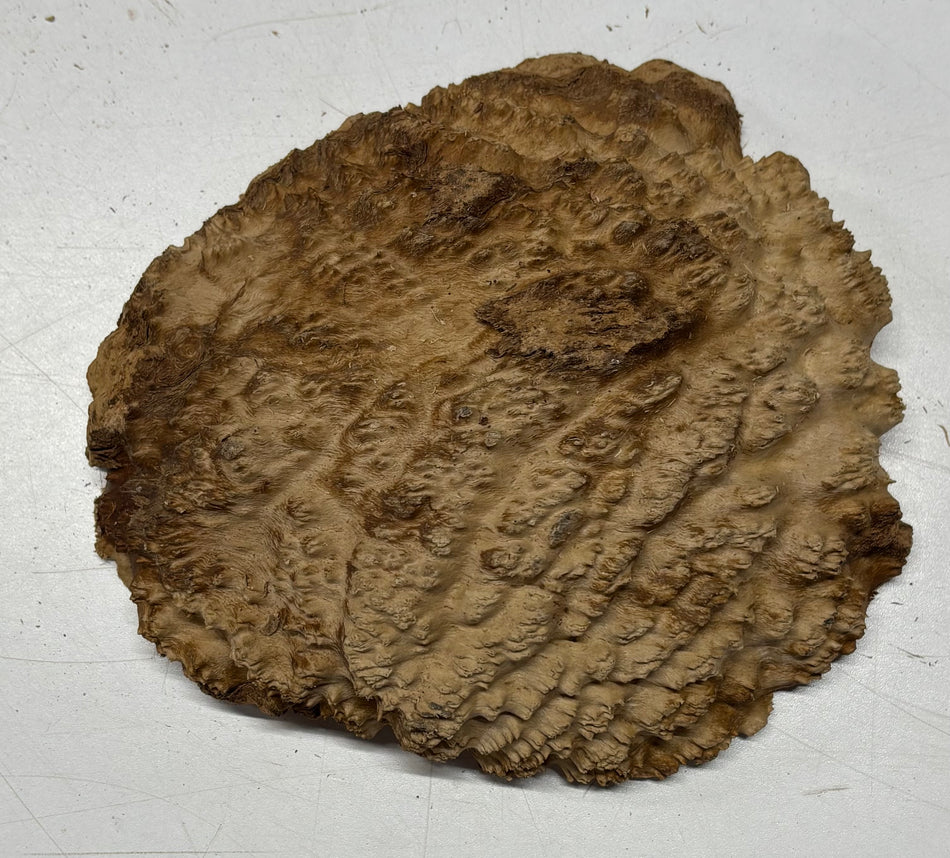 Brown Mallee Burl Blank 7" x 6.5" x 2" 1.7 Lbs #6042