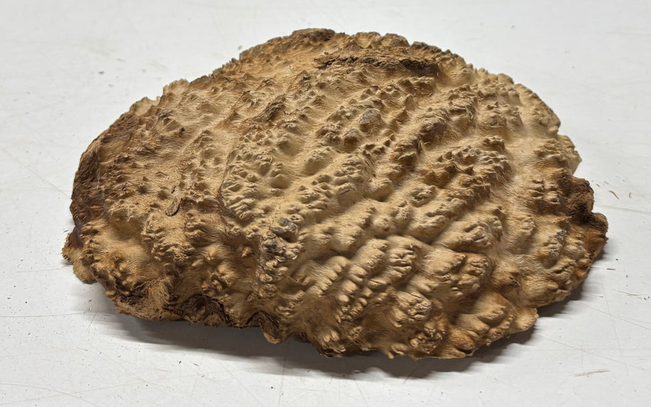 Brown Mallee Burl Blank 7" x 6.5" x 2" 1.7 Lbs #6042
