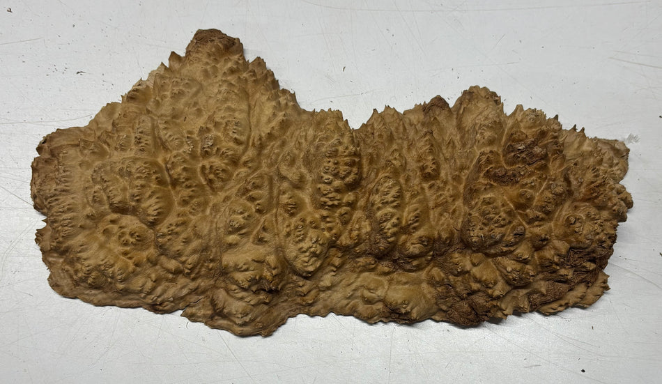 Brown Mallee Burl Blank 15" x 7" x 2" 3.4 Lbs #6043