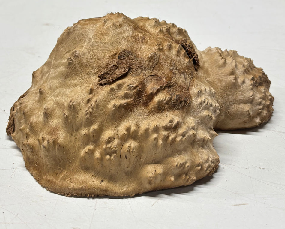 Brown Mallee Burl Blank 8.5" x 6" x 3" 2.6 Lbs #6045