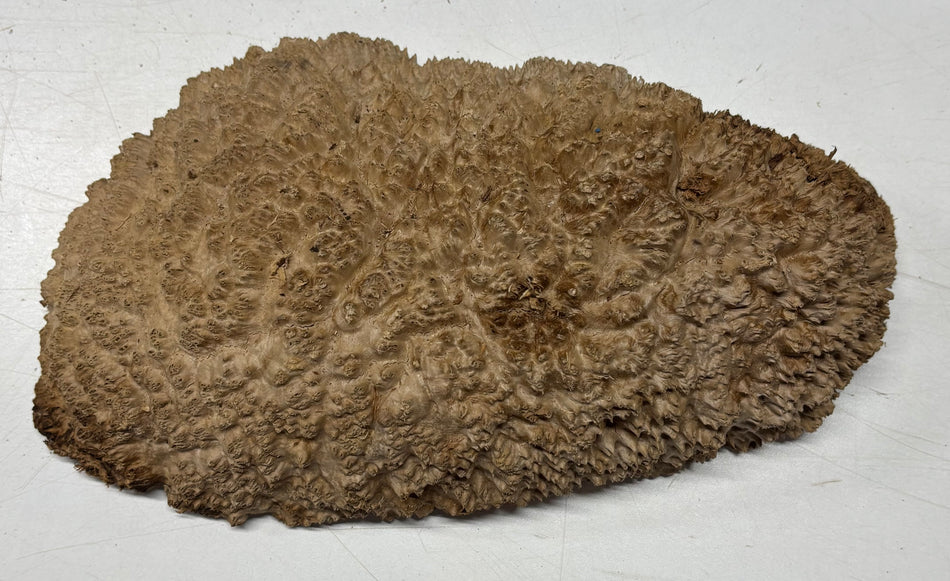 Brown Mallee Burl Blank 12" x 6.5" x 3" 4.5 Lbs #6046