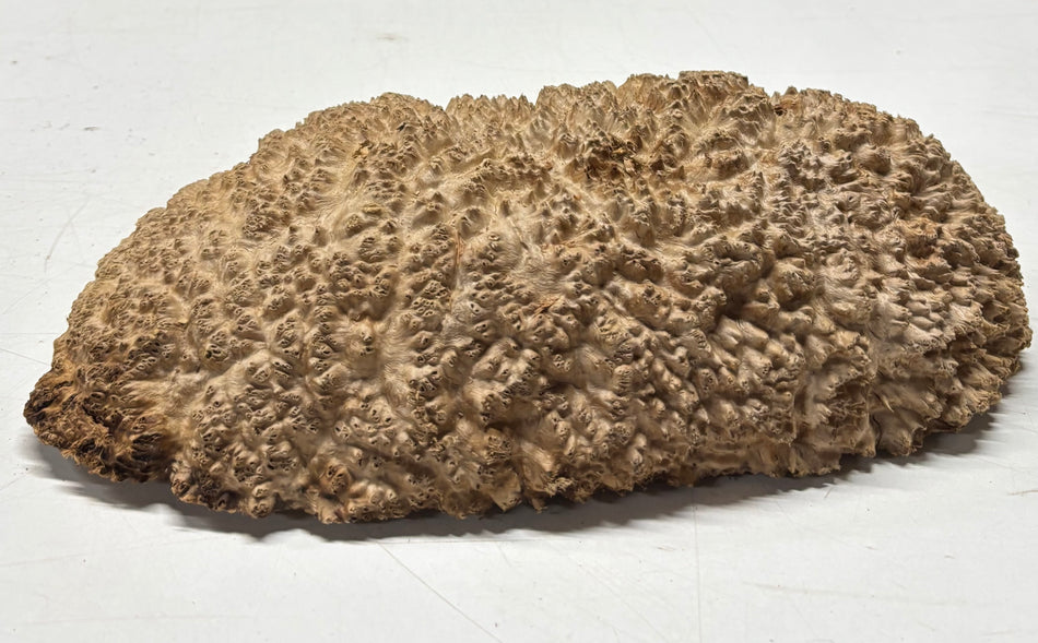 Brown Mallee Burl Blank 12" x 6.5" x 3" 4.5 Lbs #6046