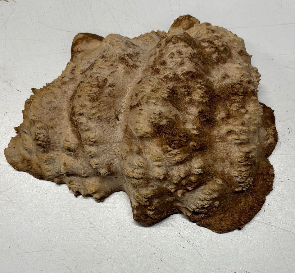 Brown Mallee Burl Blank 9" x 6.5" x 3" 3 Lbs #6047