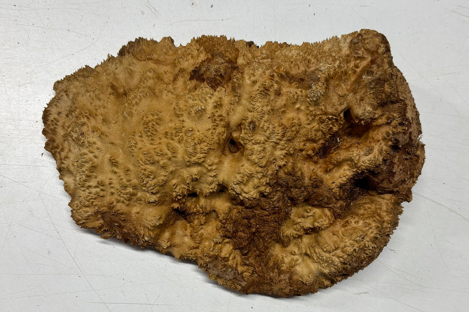 Brown Mallee Burl Blank 10" x 7" x 3" 3 Lbs #6048