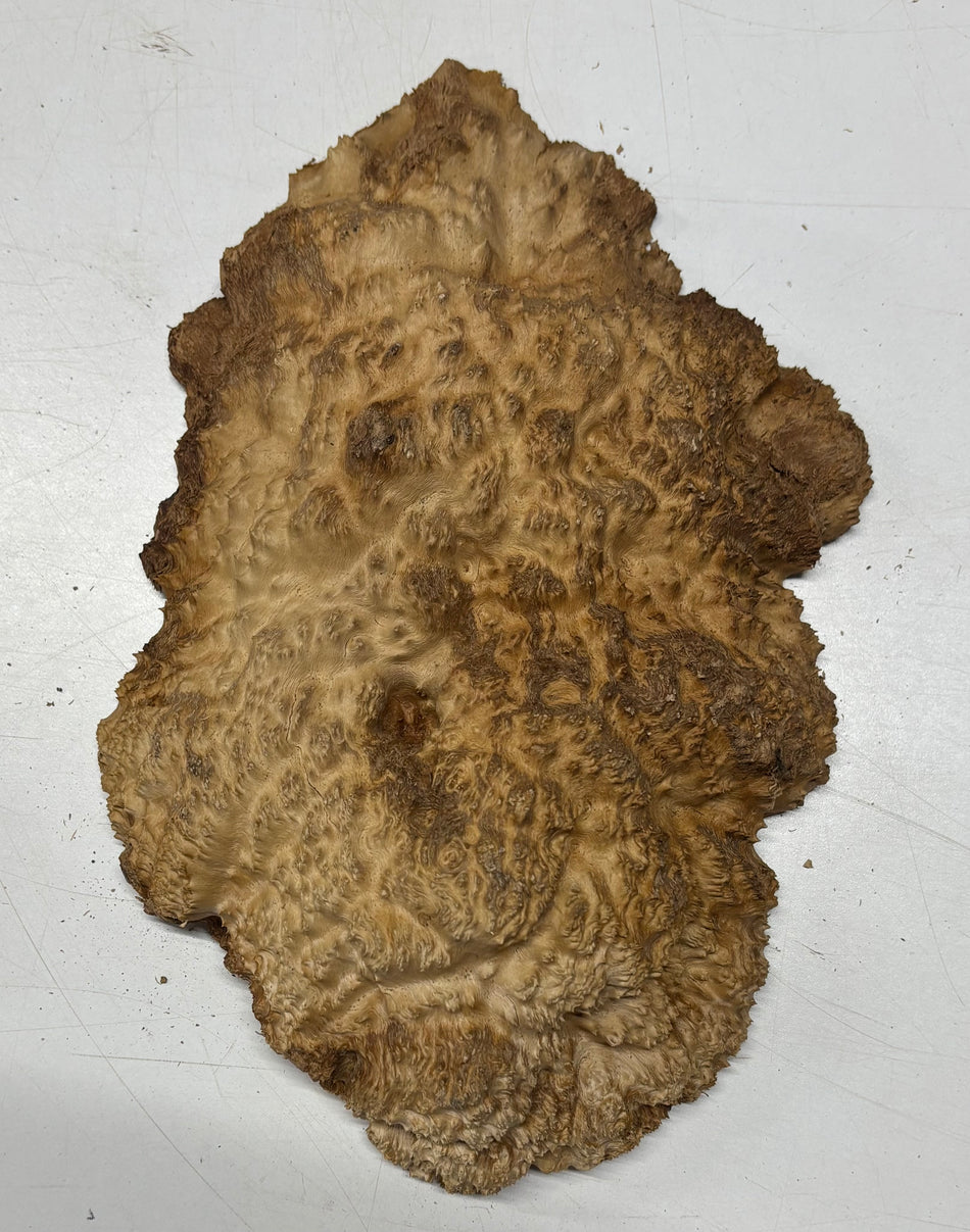Brown Mallee Burl Blank 12.5" x 8" x 2" 3.7 Lbs #6049