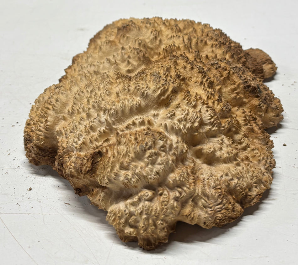 Brown Mallee Burl Blank 12.5" x 8" x 2" 3.7 Lbs #6049
