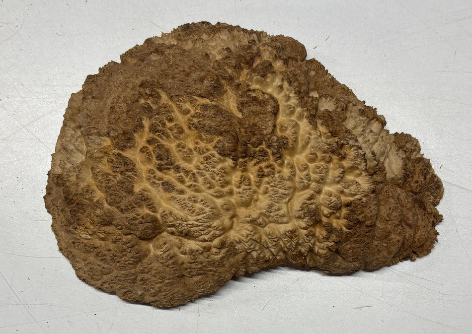 Brown Mallee Burl Blank 8.5" x 5.5" x 1" 1.6 Lbs #6050