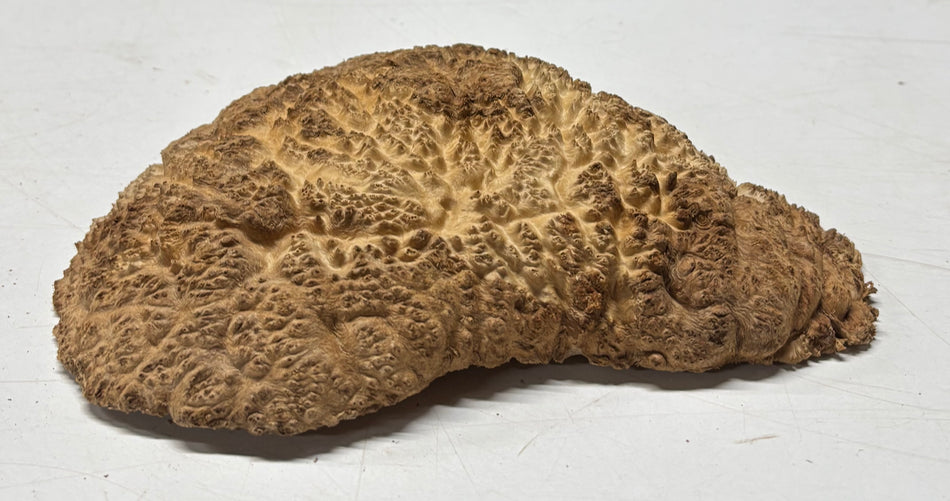 Brown Mallee Burl Blank 8.5" x 5.5" x 1" 1.6 Lbs #6050