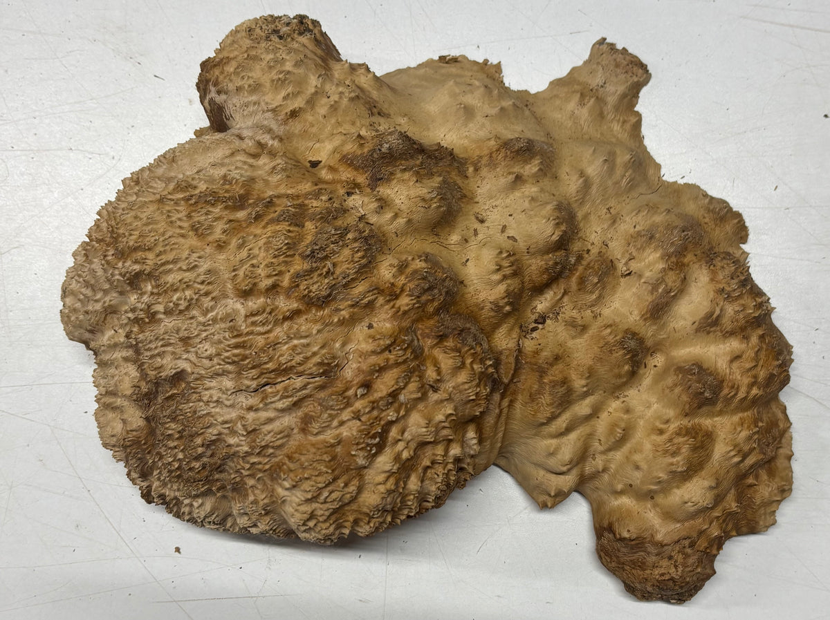 Brown_Mallee_Burl_Blank6051_1