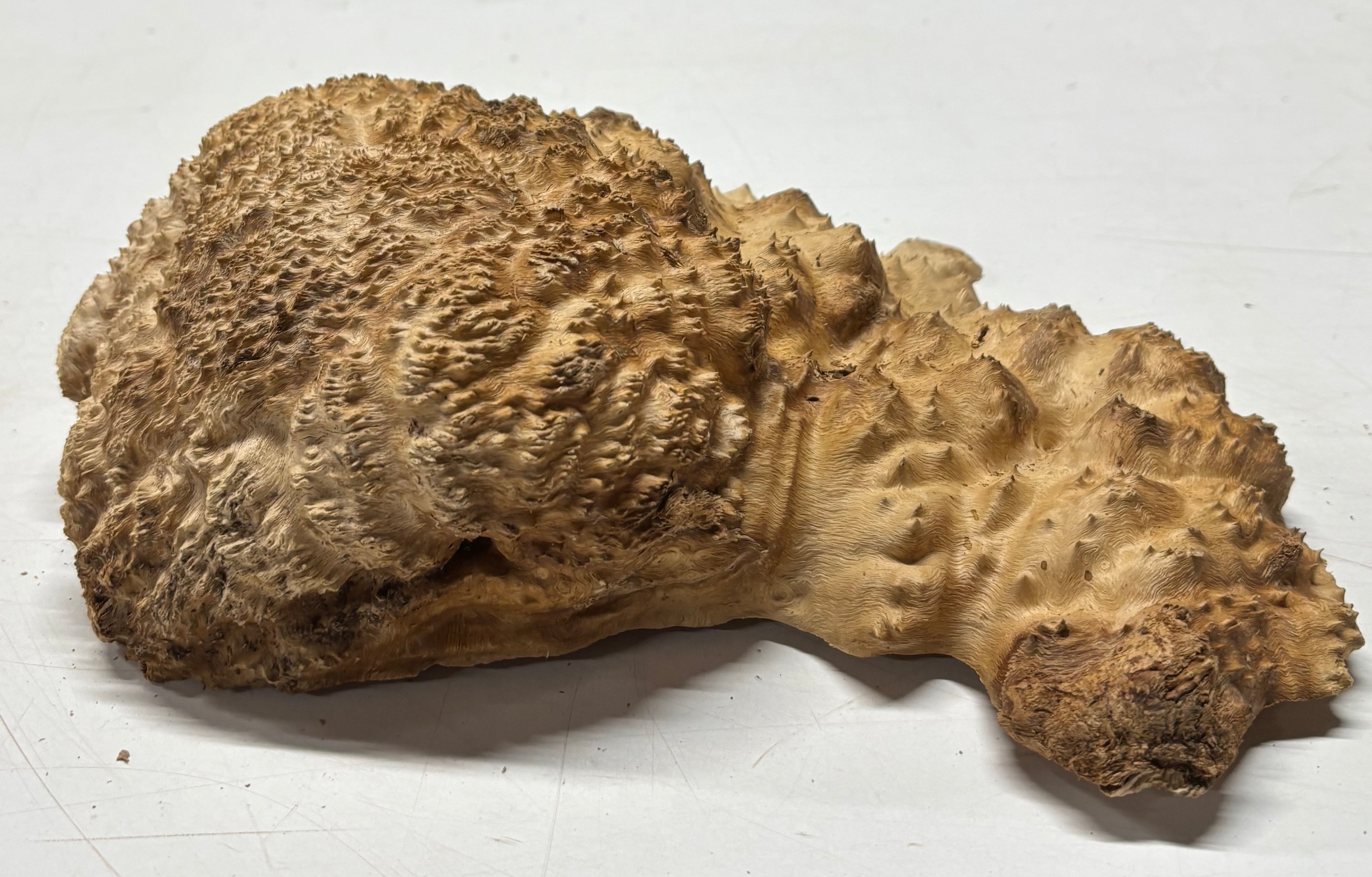 Brown_Mallee_Burl_Blank6051_2