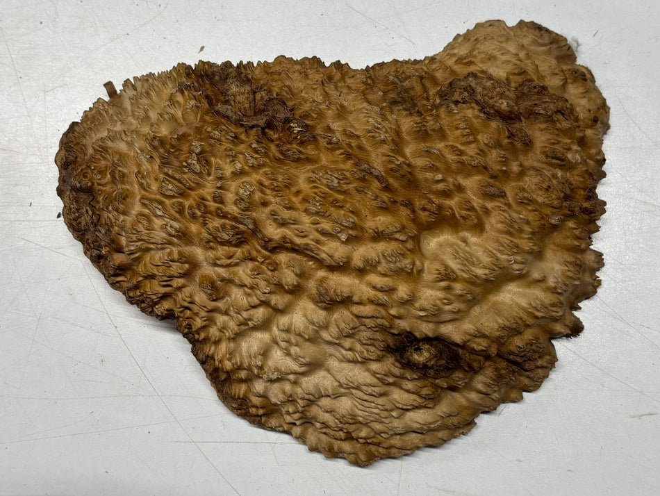 Brown Mallee Burl Blank 8" x 6" x 1.5" 2 Lbs #6052
