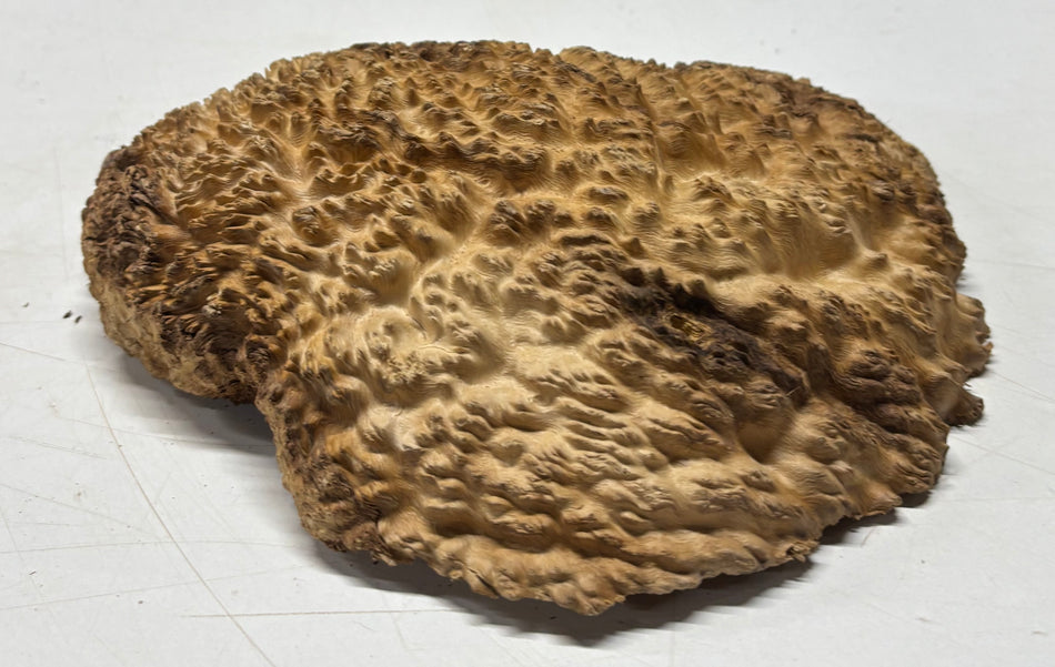 Brown Mallee Burl Blank 8" x 6" x 1.5" 2 Lbs #6052