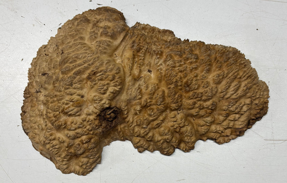 Brown Mallee Burl Blank 11" x 6" x 1.5" 2 Lbs #6053