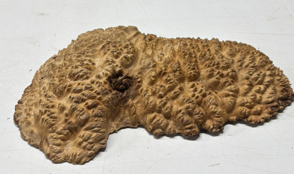 Brown Mallee Burl Blank 11" x 6" x 1.5" 2 Lbs #6053
