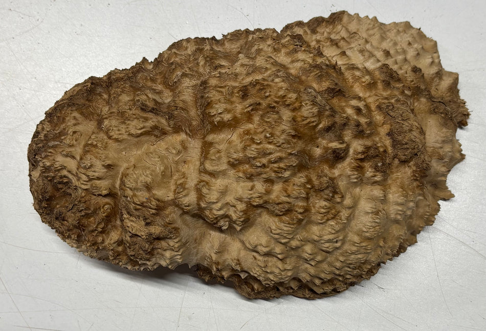 Brown Mallee Burl Blank 10" x 6" x 3" 3.3 Lbs #6054
