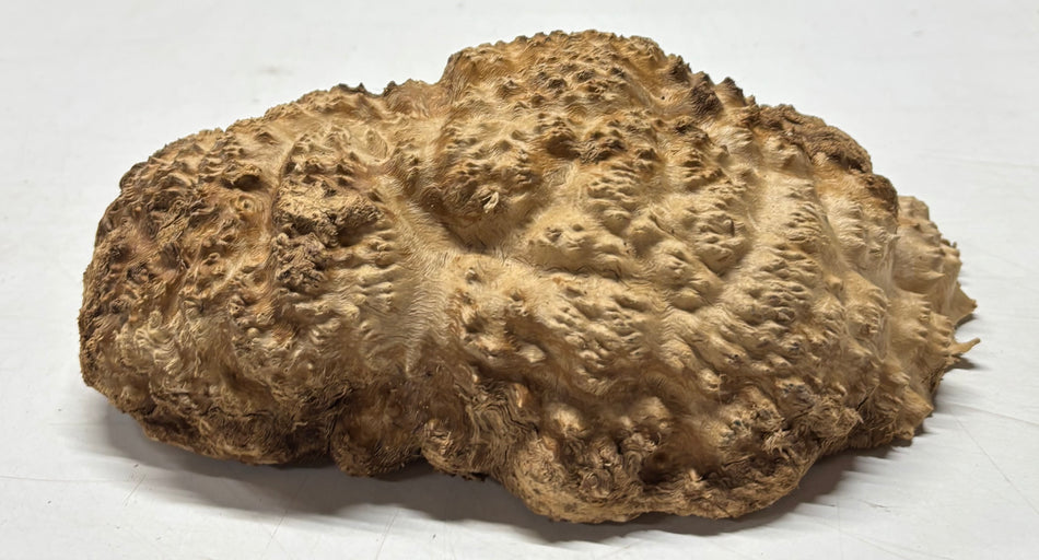 Brown Mallee Burl Blank 10" x 6" x 3" 3.3 Lbs #6054