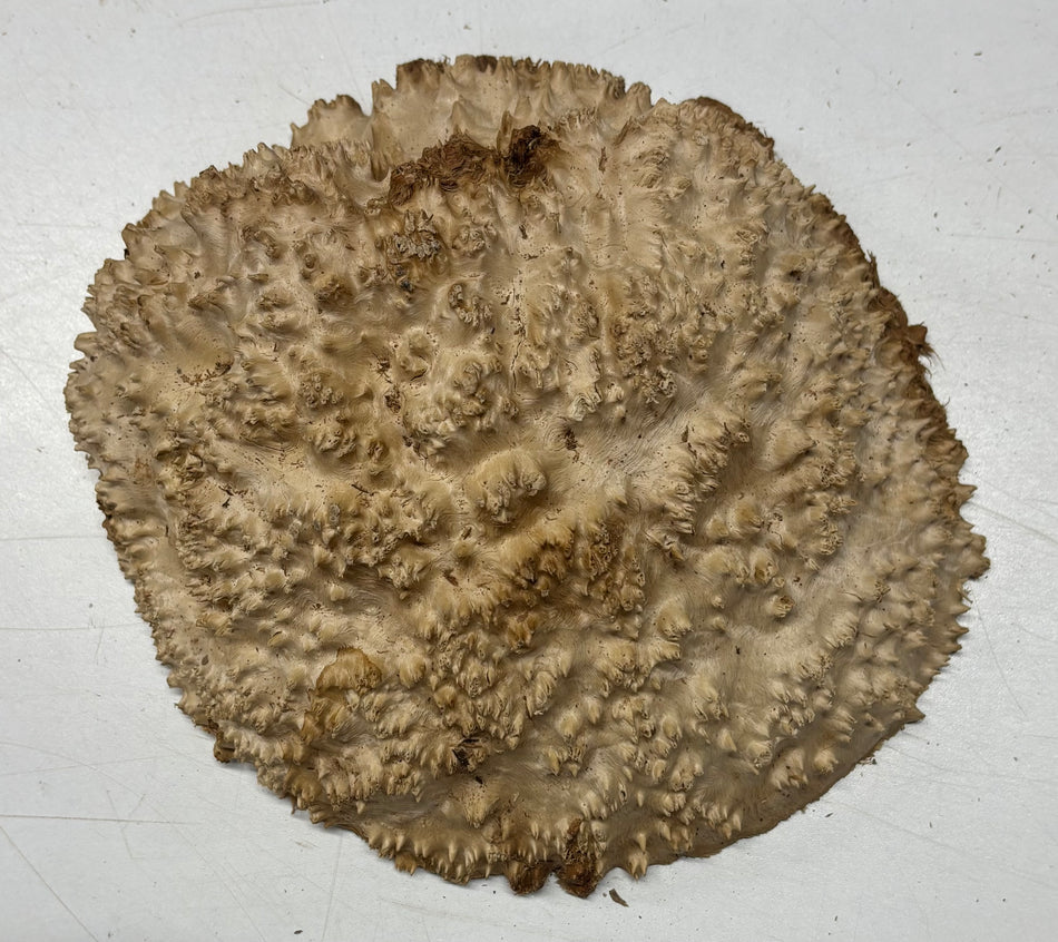 Brown Mallee Burl Blank 8" x 7" x 3" 2.9 Lbs #6055