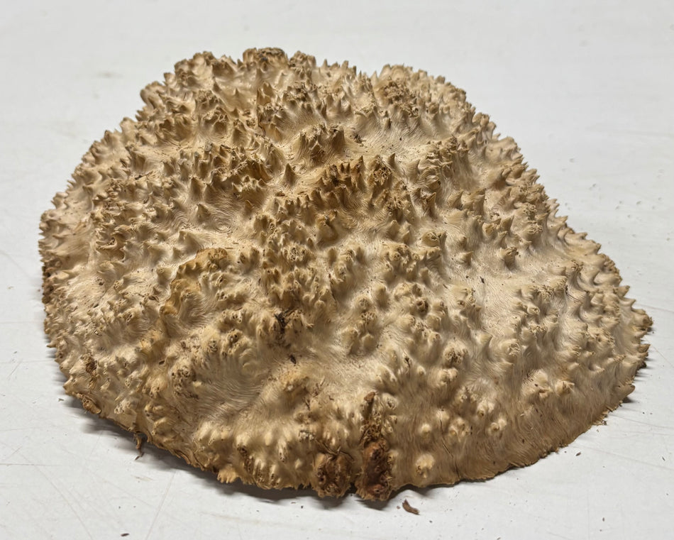 Brown Mallee Burl Blank 8" x 7" x 3" 2.9 Lbs #6055