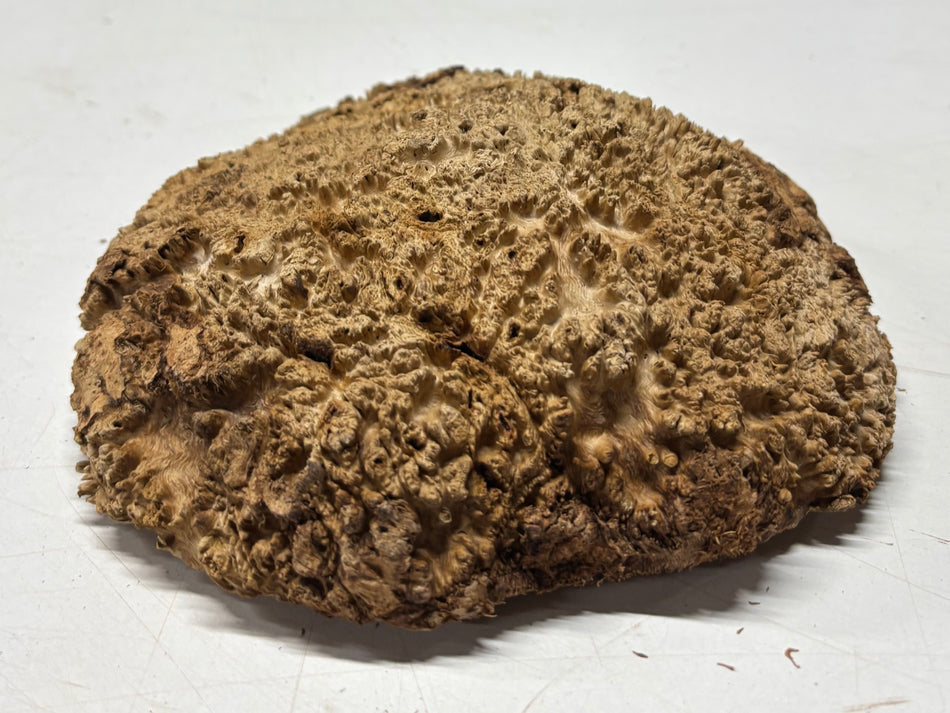 Brown Mallee Burl Blank 6" x 5" x 1.5" 1.5 Lbs #6056