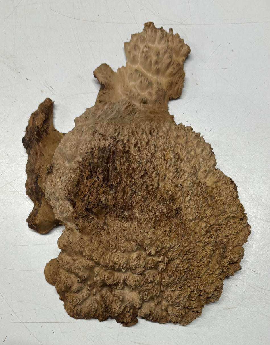 Brown Mallee Burl Blank 10" x 7" x 2"  2 Lbs #6057