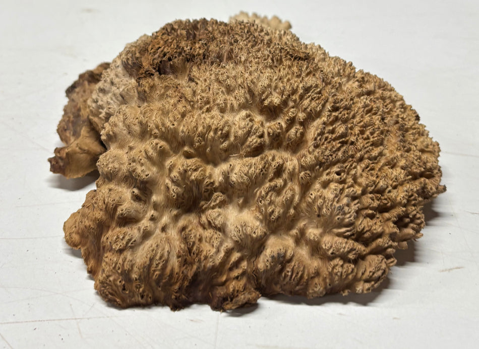 Brown Mallee Burl Blank 10" x 7" x 2"  2 Lbs #6057