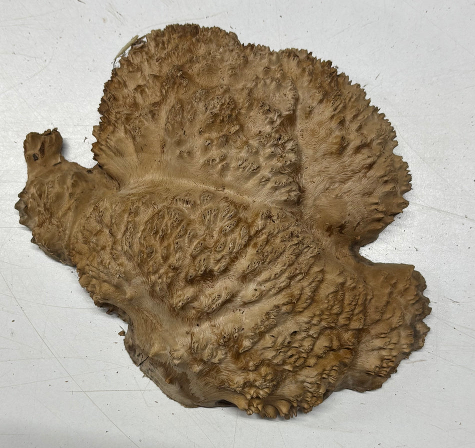 Brown Mallee Burl Blank 6" x 6.5" x 1.5"  2.2 Lbs #6059