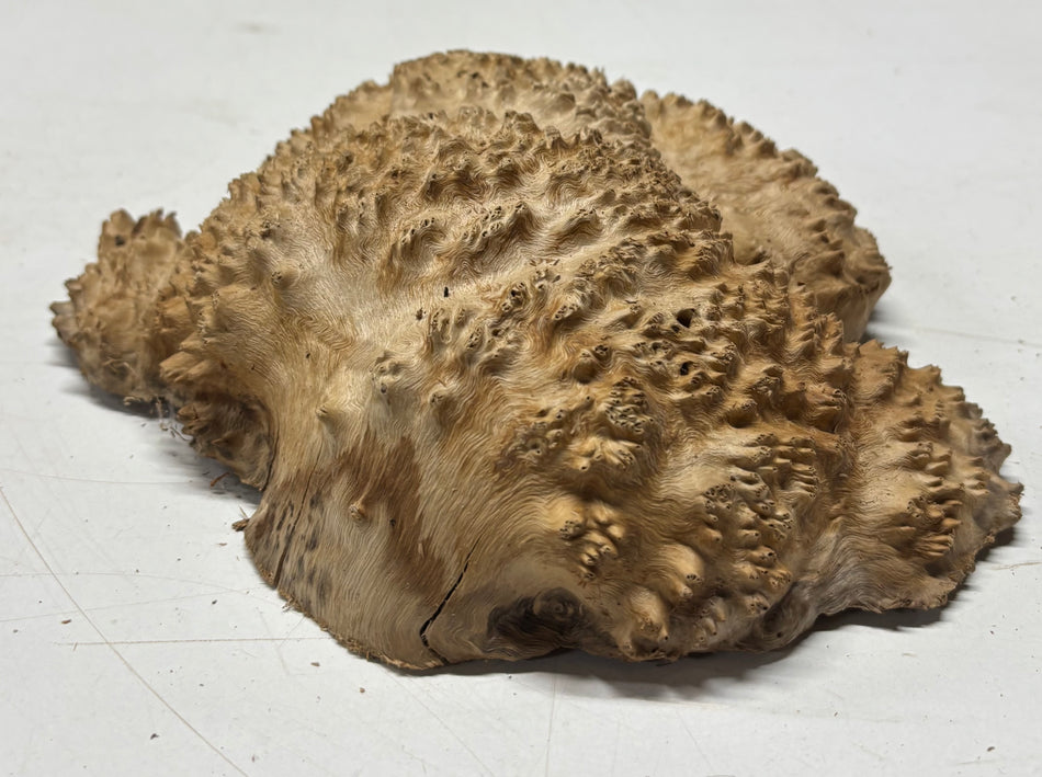 Brown Mallee Burl Blank 6" x 6.5" x 1.5"  2.2 Lbs #6059