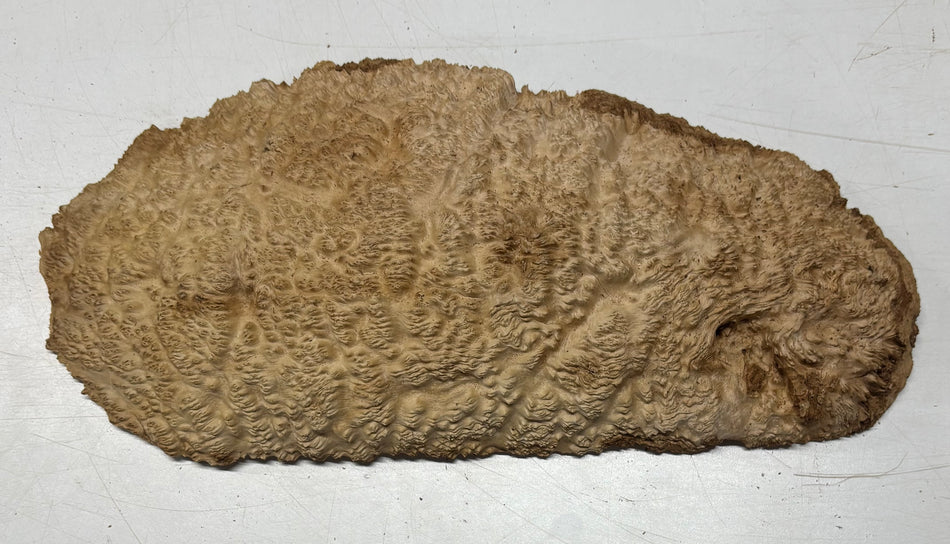Brown Mallee Burl Blank 16" x 7" x 1.5" 4.6 Lbs #6060