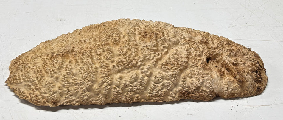Brown Mallee Burl Blank 16" x 7" x 1.5" 4.6 Lbs #6060