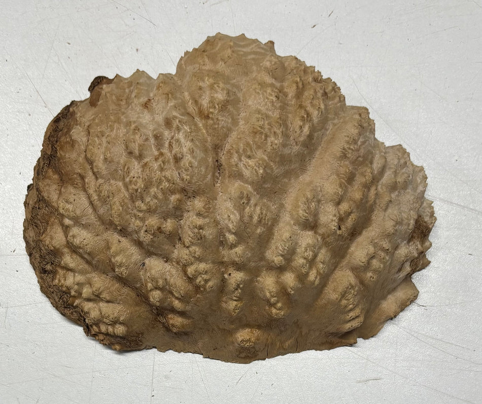 Brown Mallee Burl Blank 6.5" x 5" x 2" 1.2 Lbs #6061
